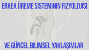 Erkek Üreme Sisteminin Fizyolojisi ve Güncel Bilimsel Yaklaşımlar