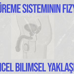 Erkek Üreme Sisteminin Fizyolojisi ve Güncel Bilimsel Yaklaşımlar